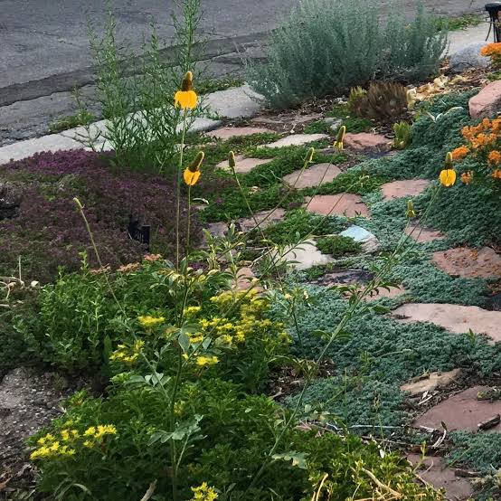 Drought-Tolerant Ground Covers That Replace Lawn in Sunny Areas