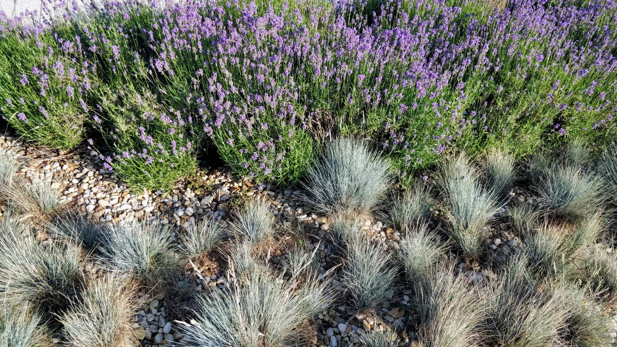 Drought-tolerant grasses and shrubs in a landscape bed