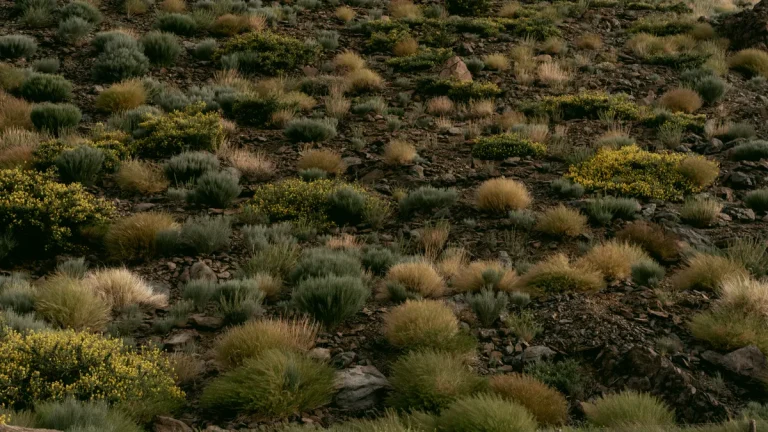 Scattered low erosion-control plants on a dry hillside