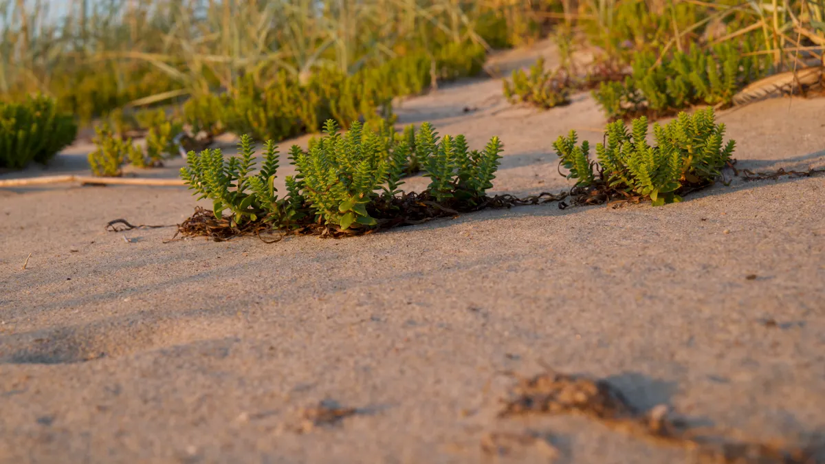 Small groundcover plants on a sandy slope