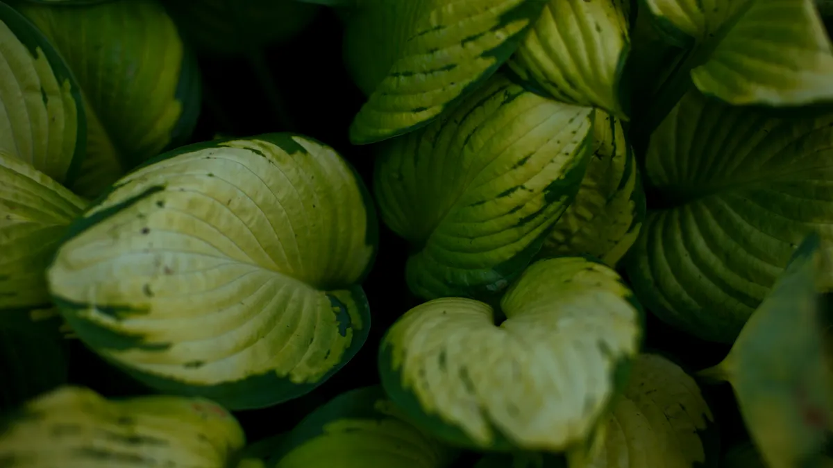 Best Shade-Loving Xeriscape Plants for Courtyards and Patios Close-up of green hosta leaves