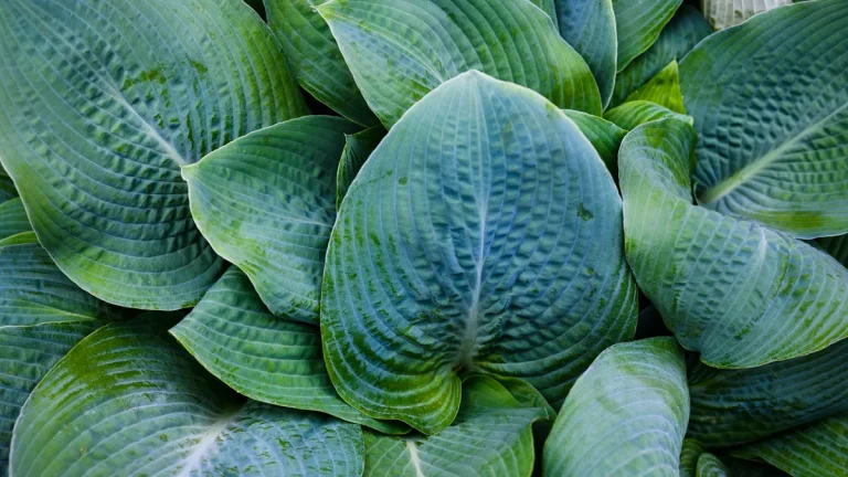 Close-up of large blue-green hosta leaves