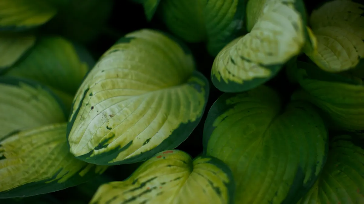 Best Shade-Loving Xeriscape Plants for Courtyards and Patios Close-up of lush green hosta leaves