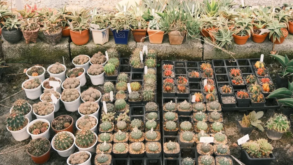 Outdoor display of many potted succulents and cacti