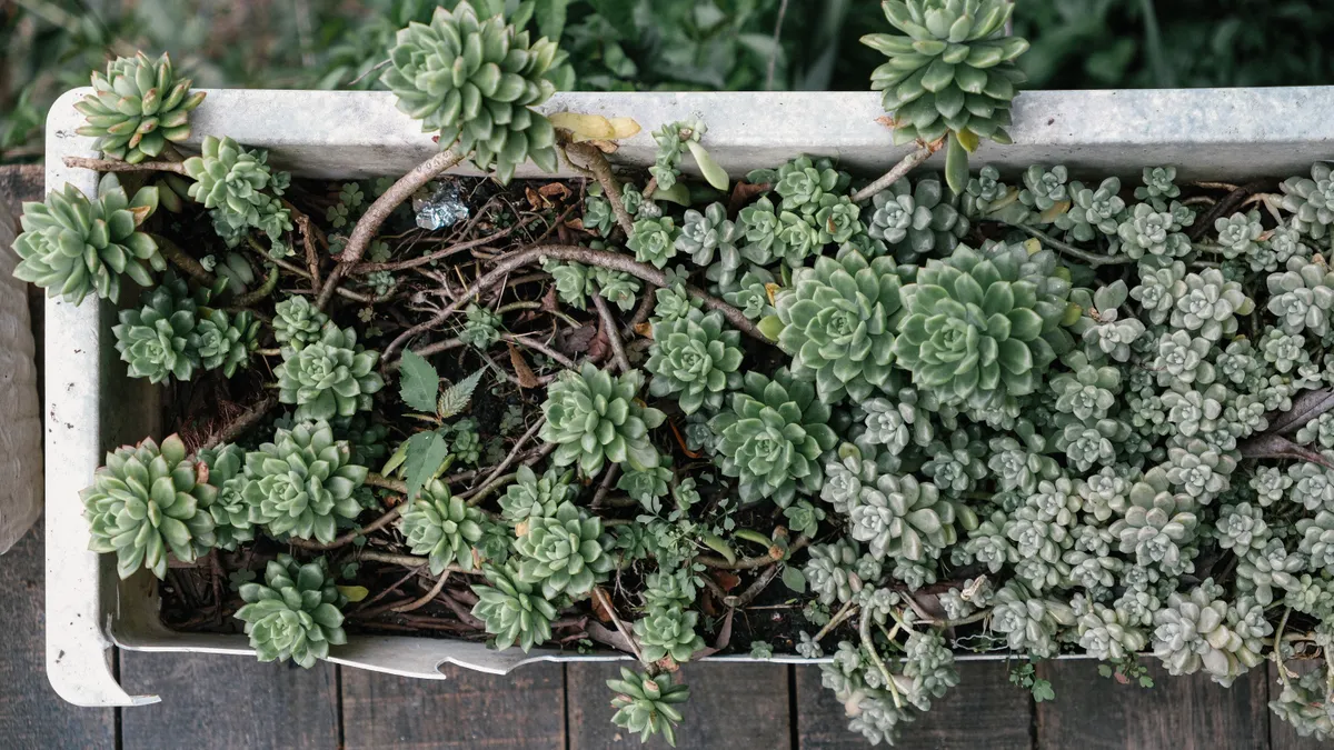 Best Xeriscape Plants for Pots and Containers Top view of a rectangular container filled with succulents