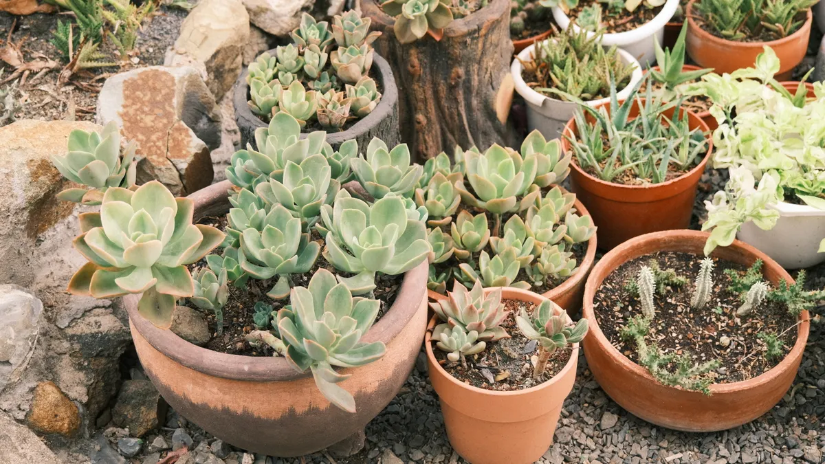 Best Xeriscape Plants for Pots and Containers Cluster of succulents growing in assorted pots