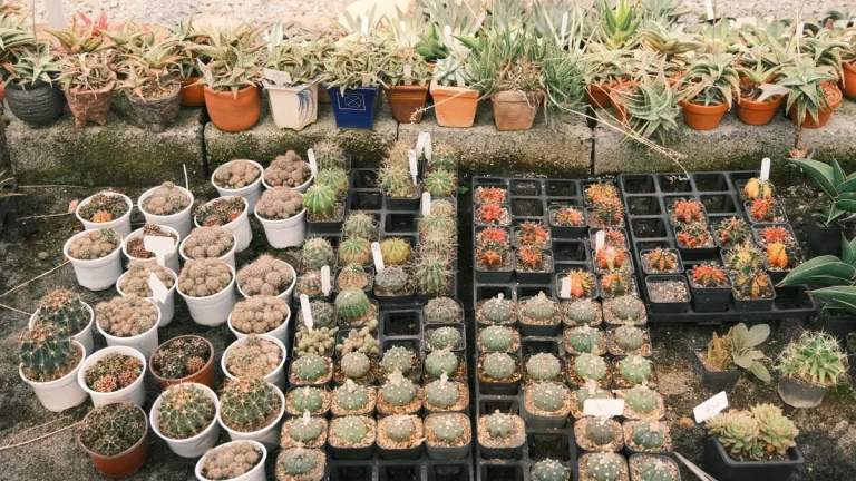 Outdoor display of many potted succulents and cacti