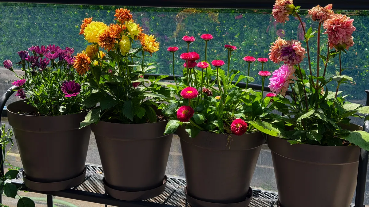 How to Build a Xeriscape Balcony Garden in Full Sun Colorful potted flowers on a sunny balcony