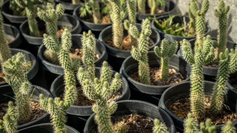 Potted cacti and succulents in nursery pots