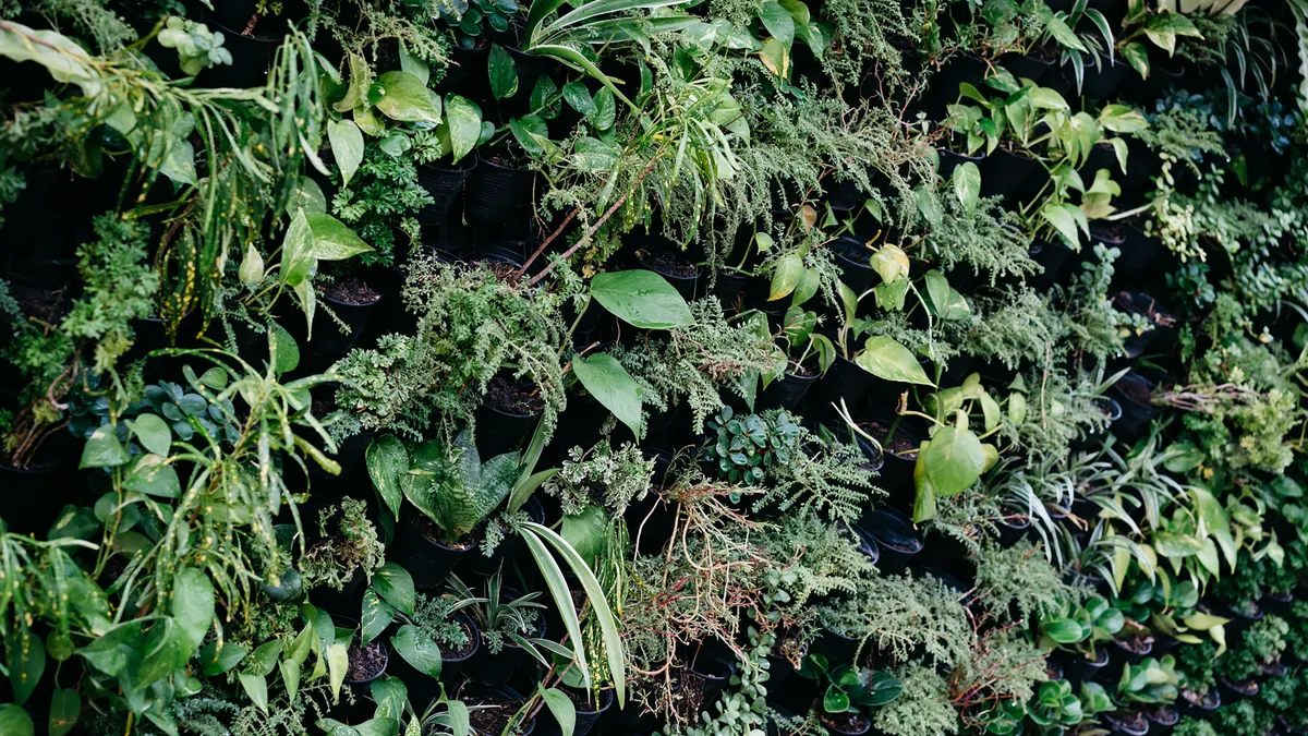 How to Keep Xeriscape Plants Alive on Hot Retaining Walls Dense plants growing on a wall