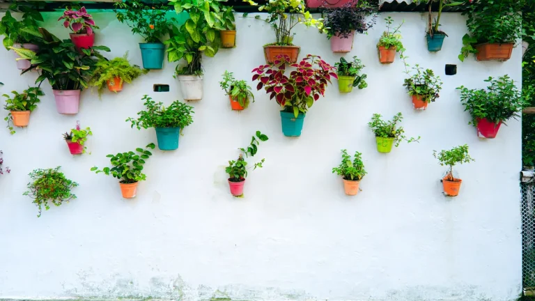 Potted plants mounted on a white wall